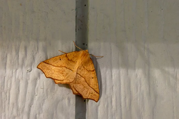 Большая желтая моль, лежащая на стене дома — стоковое фото