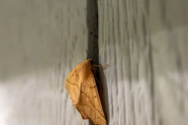 Large yellow moth resting on wall of home — Stock Photo, Image