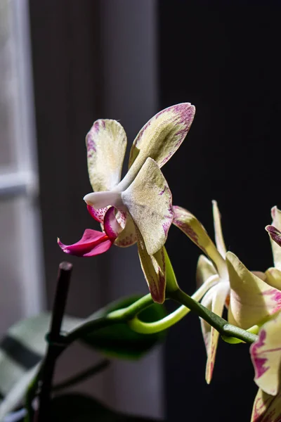 Cremige gelbe Orchidee mit violetten Details in schummrigem Zuhause — Stockfoto