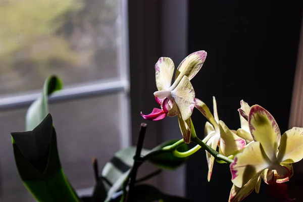 Orchid blooming in home setting in the dark — стоковое фото