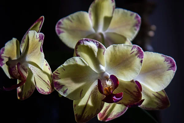 Donkere kamer met orchidee bloeien in huis instelling — Stockfoto