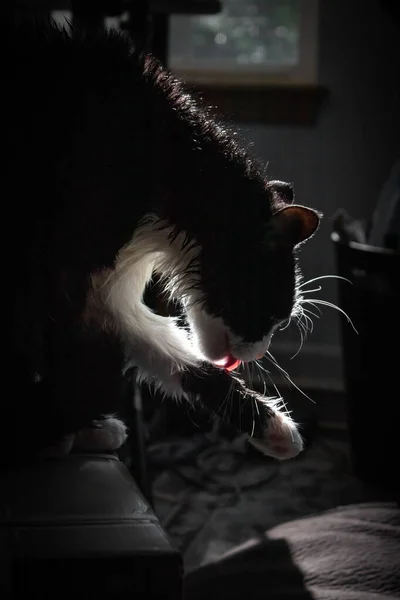 Gato lambendo-se seco depois de um banho — Fotografia de Stock