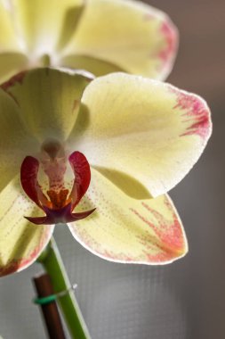 Sarı ve kırmızı benekli orkide güneşte parlıyor.