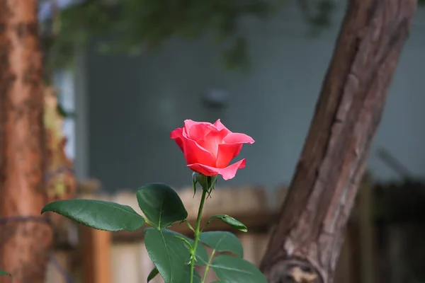 Een opening koraal roze roos knop met doornen — Stockfoto