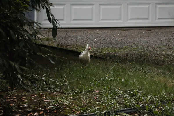 Kyckling promenader i långt gräs nära uppfart — Stockfoto