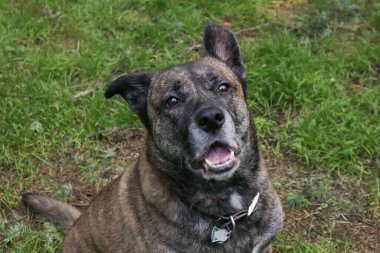 Akıllı bir köpek çimenlerde şikayet ediyor.