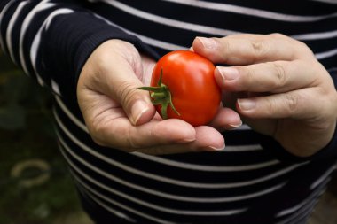 Gentilly küçük parlak kırmızı bir domates tutuyor.