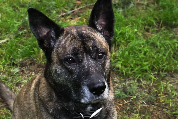 Een schattige hond oplettend in een gazon — Stockfoto