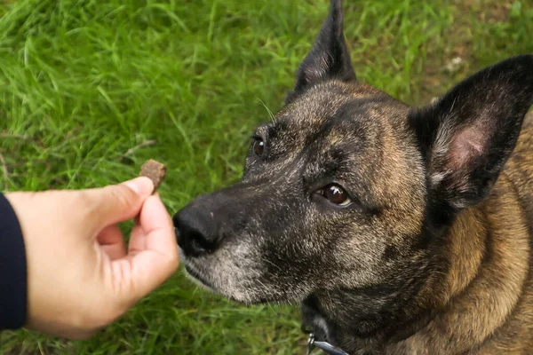 Hond staren aandachtig op traktatie in de hand — Stockfoto