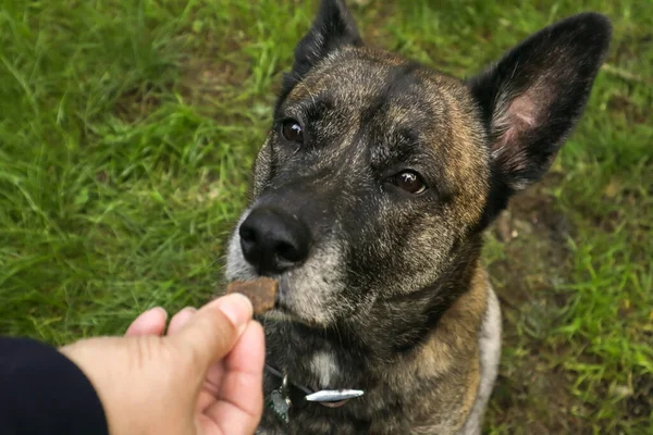 Hond op zoek naar eigenaar hopen op traktatie — Stockfoto