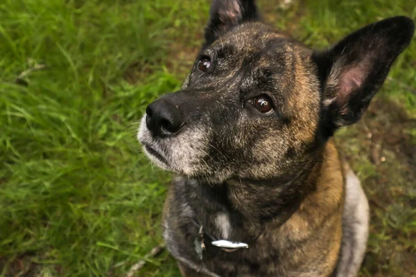 Aandachtige hond kijkt naar de linkerkant van het frame — Stockfoto