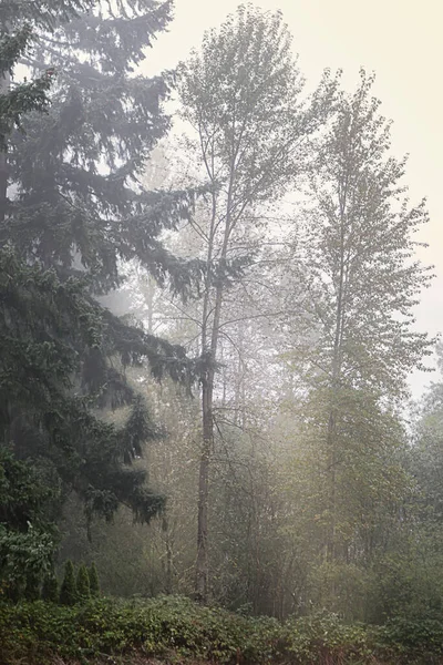 Сосновые деревья лесной парк в густой туман утра — стоковое фото