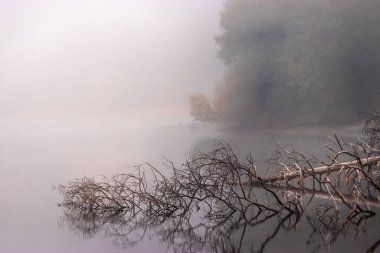 Ölü bir ağaç sisli ormandaki gölde yansıyor.