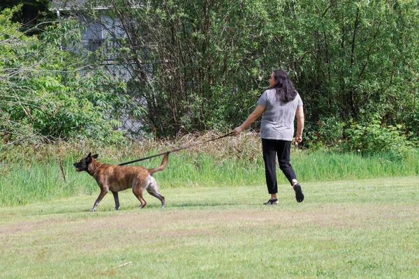 Ein Hund, der begeistert seinen Besitzer ausführt — Stockfoto