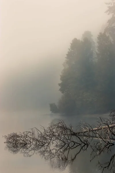 Bosque de niebla que rodea un lago con un árbol caído —  Fotos de Stock