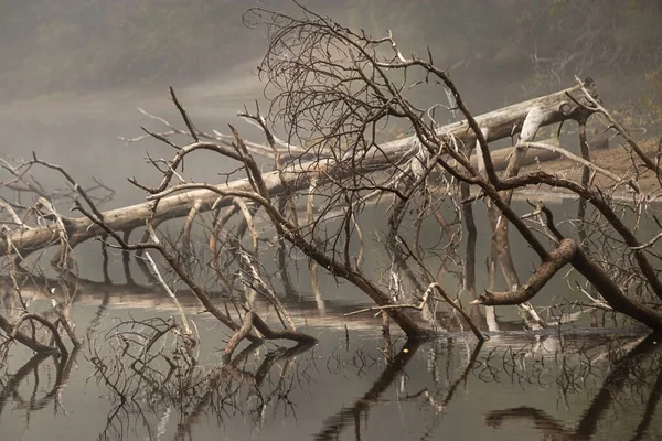 Un árbol caído reflejado en un lago nublado —  Fotos de Stock