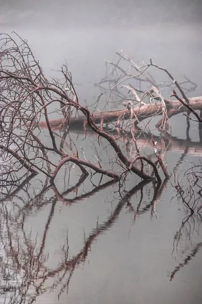 Silver lake reflecting branches of a fallen tree — Stock Photo, Image