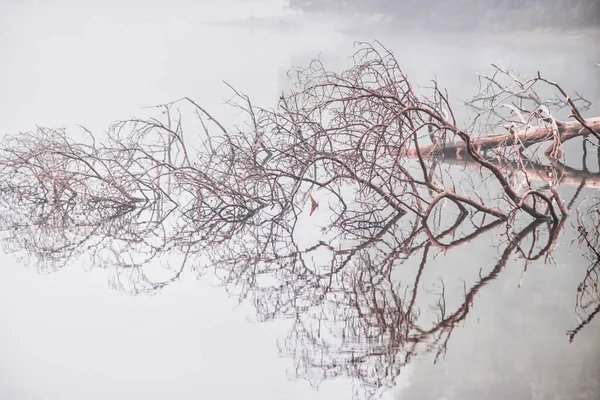 Fallen tree mirrored on calm foggy lake — Stock Photo, Image