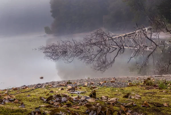 Árbol reflejado en el lago brumoso con el banco musgoso — Foto de Stock