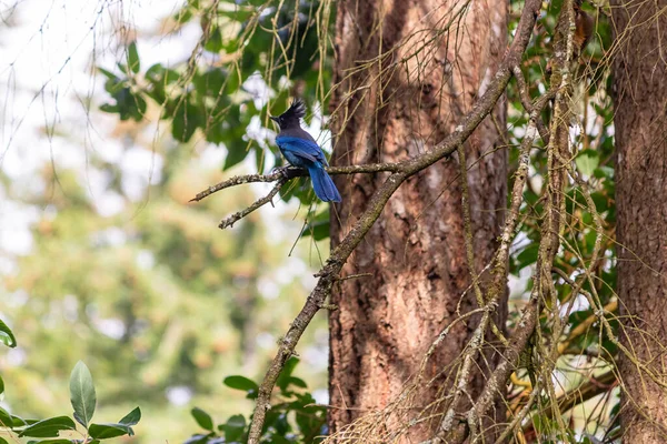 Un geai bleu perché au sommet d'une forêt de conifères — Photo