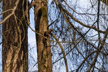 Sisli bir sabahta parkta büyük bir çam ağacı.