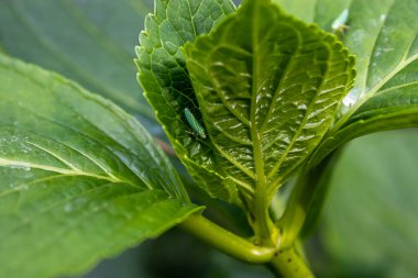 Yeşil ortanca yaprakları üzerinde küçük yeşil böcekler