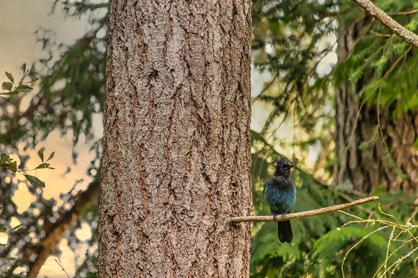 Un arrendajo azul estelar en la parte superior de un árbol en el bosque — Foto de Stock