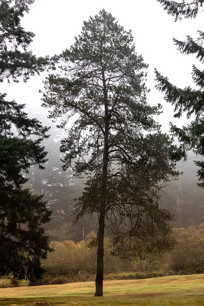 Grote dennenboom in een park op een mistige ochtend — Stockfoto