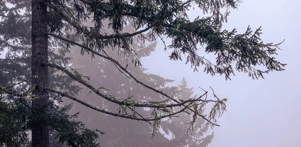 Велика сосна в парку в туманний ранок — стокове фото