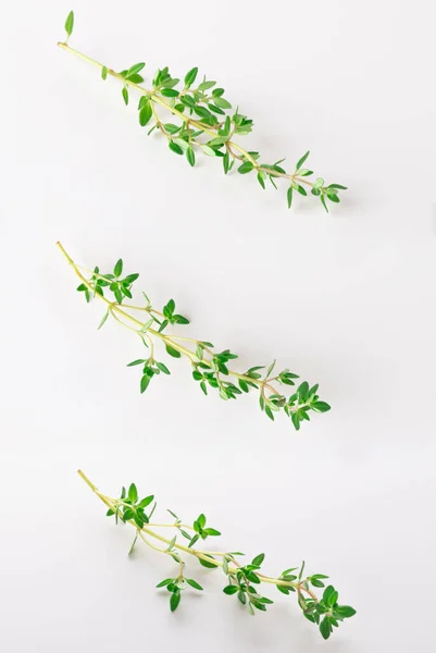 beyaz arkaplanda izole edilmiş kekik filizleri