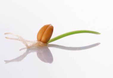 Genç filizlenen buğday beyaz bir zemin üzerinde izole edilmiştir.