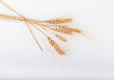 Beyaz arka planda izole buğday kulakları