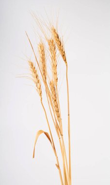 Beyaz arka planda izole buğday kulakları