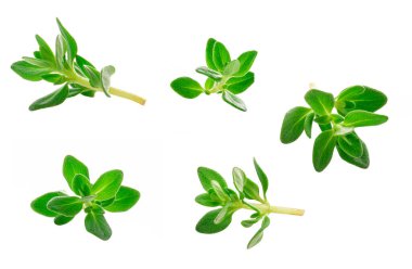 beyaz arkaplanda izole edilmiş kekik filizleri