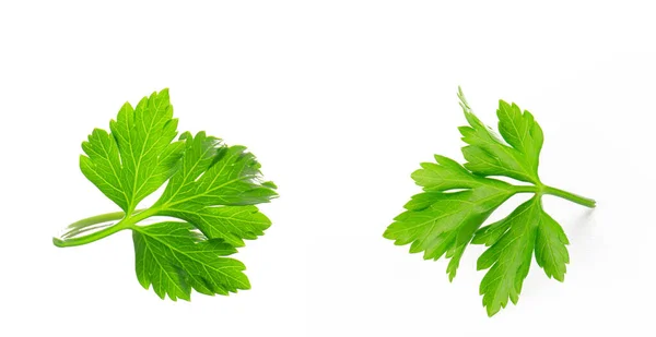 Beyaz arka planda izole edilmiş taze bir maydanoz yaprağı.
