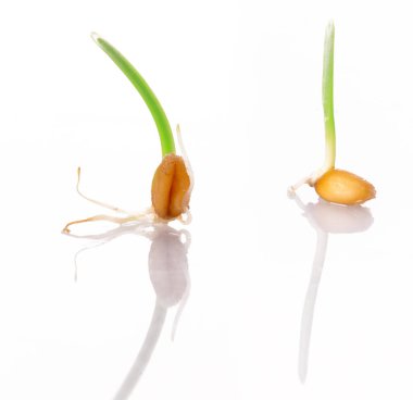 Genç filizlenen buğday beyaz bir zemin üzerinde izole edilmiştir.