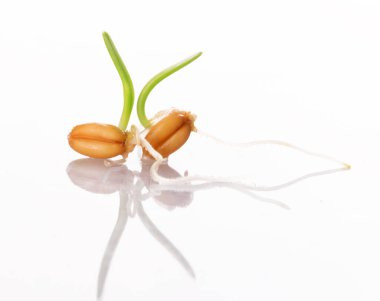 Genç filizlenen buğday beyaz bir zemin üzerinde izole edilmiştir.