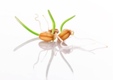 Genç filizlenen buğday beyaz bir zemin üzerinde izole edilmiştir.