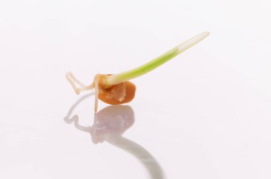 Genç filizlenen buğday beyaz bir zemin üzerinde izole edilmiştir.