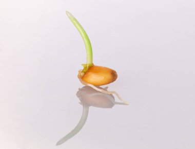 Genç filizlenen buğday beyaz bir zemin üzerinde izole edilmiştir.