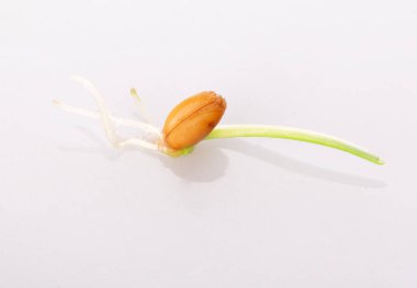 Genç filizlenen buğday beyaz bir zemin üzerinde izole edilmiştir.
