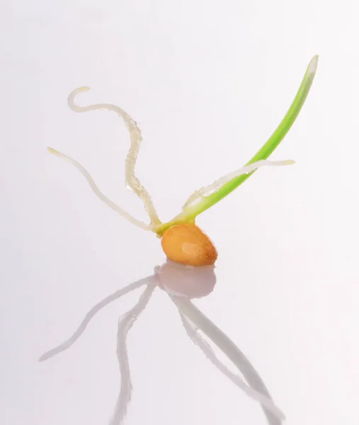 Young Sprouted Wheat Isolated White Background — Stock Photo, Image