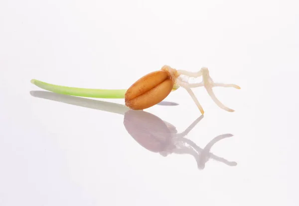 Young Sprouted Wheat Isolated White Background — Stock Photo, Image