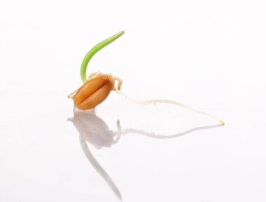 Genç filizlenen buğday beyaz bir zemin üzerinde izole edilmiştir.