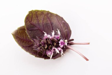 Beyaz arka planda taze kırmızı fesleğen yapraklı kırmızı fesleğen çiçekleri.