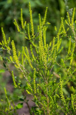 Ragweed bitkileri (Ambrosia artemisiifolia) alerjiye yol açar