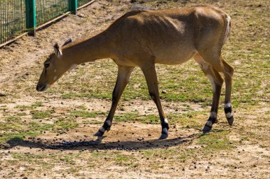 Antilop Nilgai veya Mavi Boğa (Boselaphus Tragocamelus)