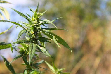 Yeşil kenevir (marihuana) bitki