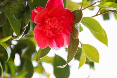 Bahar Garden'da güzel Kamelya çiçeği