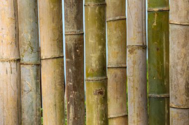Bambu doku arka plan. Bambu çit veya duvar yakın çekim